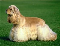 Американский кокер-спаниель