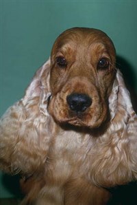 Американский кокер-спаниель (голова)