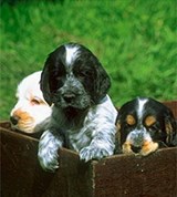 Американский кокер-спаниель (щенки)