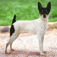 Американский той-фокстерьер