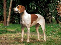 Американский фоксхаунд