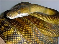 Аметистовый питон