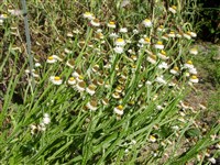 Аммобиум крылатый – Ammobium alatum R.Br.