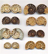 Аммониты (моллюски)