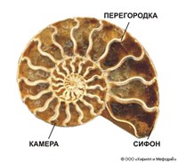 Аммониты (строение раковины)