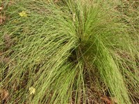 Аммофила песчаная – Ammophila arenaria (L.) Link.