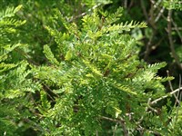 Аморфа карликовая, мелколистная – Amorpha nana Nutt. non Sims.