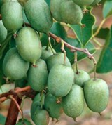 Амурский крыжовник (плоды)