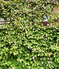 Амурский крыжовник (шпалера)