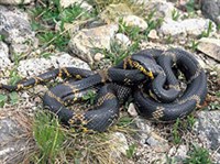 Амурский полоз