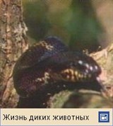 Амурский полоз (видео)