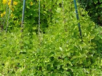 Амфикарпеа прицветниковая – Amphicarpaea bracteata (L.) Rickett. & Stafleu.