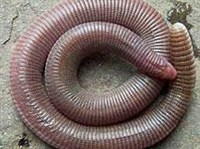 Амфисбены (Amphisbaena cegei)