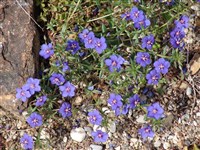 Анагаллис Монелли – Anagallis monellii L. (1)