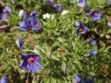 Анагаллис Монелли – Anagallis monellii L. (2)