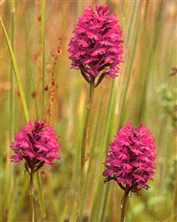 Анакамптис пирамидальный – Anacamptis pyramidalis (L.) L.C.Rich.
