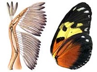 Аналогичные органы