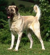 Анатолийский Карабаш