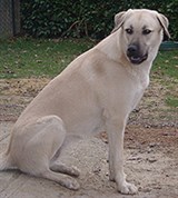 Анатолийский Карабаш (на привязи)