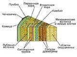 Анатомия (внутренее строение стебля)