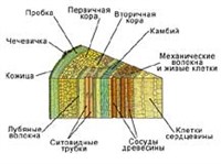 Анатомия (внутренее строение стебля)
