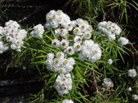 Анафалис жемчужный – Anaphalis margaritaceae Benth.et Hook.f. (1)