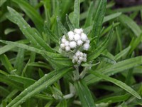 Анафалис непальский – Anaphalis nepalensis (Spreng.) Hand.