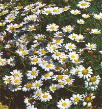 Анациклус лучистый – Anacyclus radiatus L.