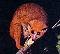 Ангвантибо