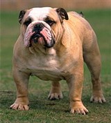 Английский бульдог (вид спереди)