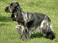 Английский кокер-спаниель (вид слева)