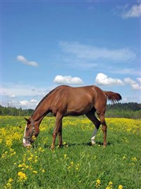 Англо-арабская порода