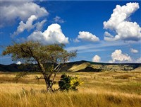 Ангола (саванна)