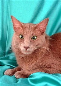 Ангорская кошка (лиловая)