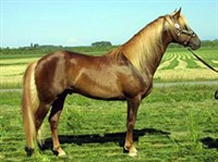 Андалузская порода