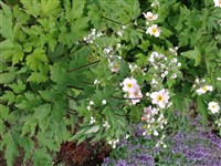 Анемона гибридная – Anemone x hybrida Paxt.