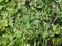 Анемона гупейская – Anemone hupehensis Lam. (1)