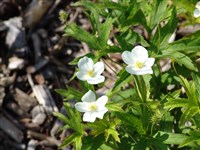 Анемона канадская – Anemone canadensis L. (1)