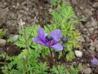 Анемона корончатая – Anemone coronaria L.