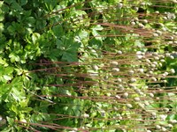 Анемона лесная – Anemone sylvestris L. (1)