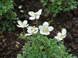 Анемона лесная – Anemone sylvestris L. (2)