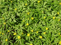 Анемона лютичная – Anemone ranunculoides L. (1)