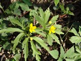Анемона лютичная – Anemone ranunculoides L. (2)