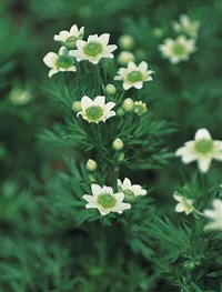 Анемона многонадрезанная – Anemone multifida Poir.