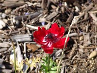 Анемона павлинья – Anemone pavonia Lam.