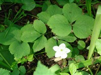 Анемона трехлистная – Anemone triflora L.