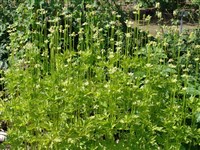 Анемона цилиндрическая – Anemone cylindrica Gray.