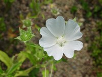 Анода гребенчатая – Anoda cristata (L.) Schldl.