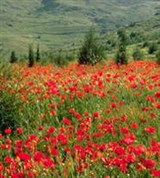 Анталья (маки)