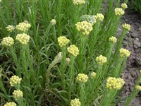Антеннария двудомная – Antennaria dioica (L.) Gaertn.